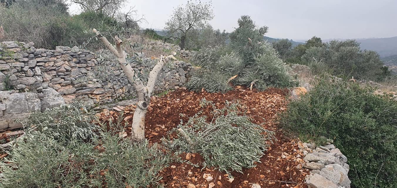 مستعمرون يقتلعون 500 شجرة ويعتدون على الممتلكات في يطا جنوب الخليل