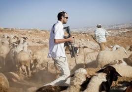 مستعمرون يجبرون رعاة على إخلاء المراعي في خربة سمرة بالأغوار الشمالية