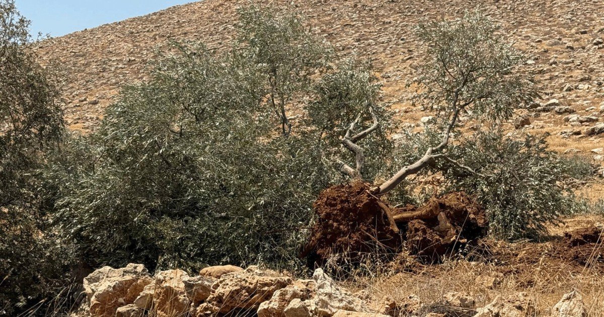 تجريف أراضٍ واقتلاع أشجار زيتون واغلاق طرق في عراق بورين جنوب نابلس
